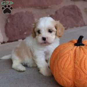 Hudson, Cava-Tzu Puppy